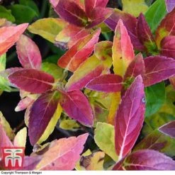 Hydrangea 'Runaway Bride' 27 Hydrangea 'Runaway Bride' -Plants Sales Store HYDR TKA1041 BB1