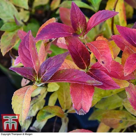 Hydrangea 'Runaway Bride' 9 Hydrangea 'Runaway Bride' - Image 7