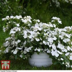 Hydrangea 'Runaway Bride' 30 Hydrangea 'Runaway Bride' -Plants Sales Store HYDR TKA1041 H