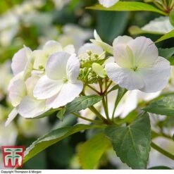 Hydrangea 'Runaway Bride' 40 Hydrangea 'Runaway Bride' -Plants Sales Store HYDR TKA1041 L