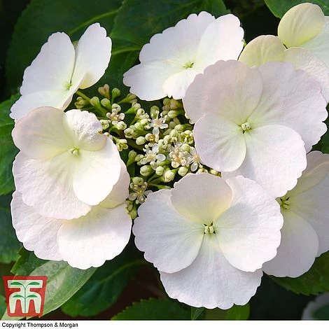 Hydrangea 'Runaway Bride' 16 Hydrangea 'Runaway Bride' - Image 14