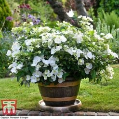 Hydrangea 'Runaway Bride'