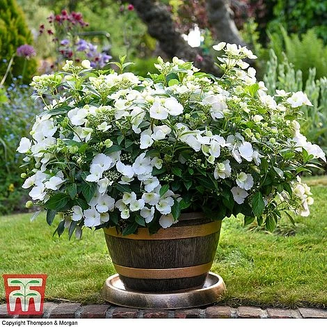 Hydrangea 'Runaway Bride' 3 Hydrangea 'Runaway Bride'