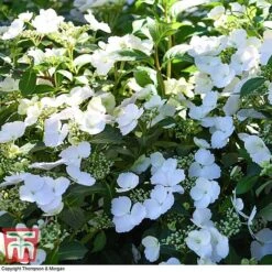 Hydrangea 'Runaway Bride' 36 Hydrangea 'Runaway Bride' -Plants Sales Store HYDR TKA1041 Q