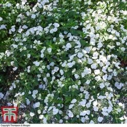 Hydrangea 'Runaway Bride' 33 Hydrangea 'Runaway Bride' -Plants Sales Store HYDR TKA1041 S