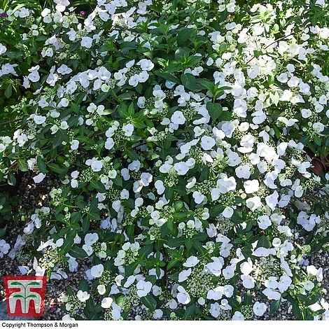 Hydrangea 'Runaway Bride' 14 Hydrangea 'Runaway Bride' - Image 12