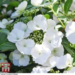 Hydrangea 'Runaway Bride' 32 Hydrangea 'Runaway Bride' -Plants Sales Store HYDR TKA1041 T
