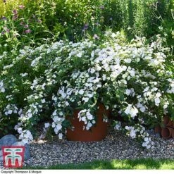 Hydrangea 'Runaway Bride' 38 Hydrangea 'Runaway Bride' -Plants Sales Store HYDR TKA1041 U