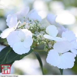 Hydrangea 'Runaway Bride' 31 Hydrangea 'Runaway Bride' -Plants Sales Store HYDR TKA1041 W