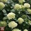 Hydrangea Arborescens 'Lime Rickey' 1 Hydrangea Arborescens 'Lime Rickey' -Plants Sales Store HYDR TKA3174 A
