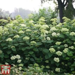 Hydrangea Arborescens 'Lime Rickey' -Plants Sales Store HYDR TKA3174 B