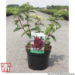 Hydrangea Paniculata 'Wim's Red' -Plants Sales Store HYDR TKA3186 D