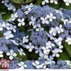 Hydrangea Serrata 'Bluebird' -Plants Sales Store HYDR BLUEBIRD R06958W