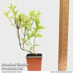 Hydrangea Paniculata 'Magical Moonlight' -Plants Sales Store HYDR MAGICM9CM T49364