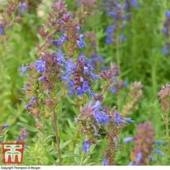 Hyssopus Officinalis 10 Hyssopus Officinalis -Plants Sales Store HYSS T58384 B