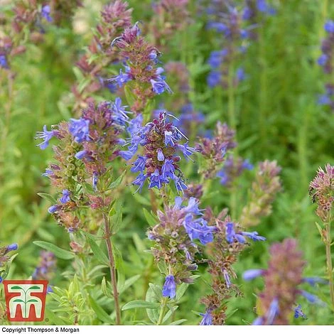 Hyssopus Officinalis 5 Hyssopus Officinalis - Image 3