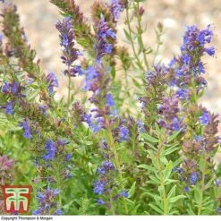 Hyssopus Officinalis 11 Hyssopus Officinalis -Plants Sales Store HYSS T58384 C