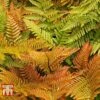 Dryopteris Erythrosora 2 Dryopteris Erythrosora -Plants Sales Store JAPA WKB3915 A