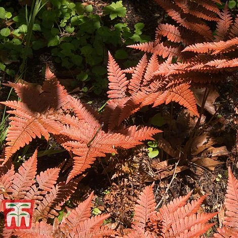 Dryopteris Erythrosora 4 Dryopteris Erythrosora - Image 2