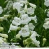 Penstemon 'White Bedder' 1 Penstemon 'White Bedder' -Plants Sales Store KA6006 PENS WHITEBEDD