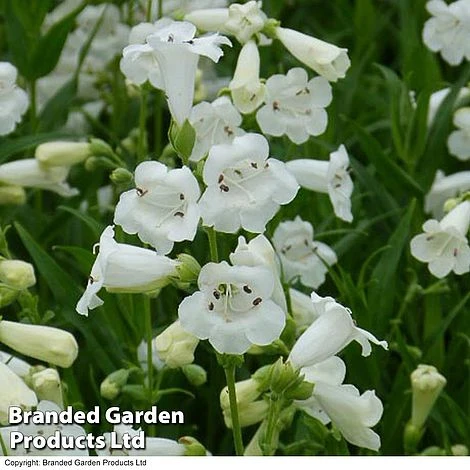 Penstemon 'White Bedder' 3 Penstemon 'White Bedder'