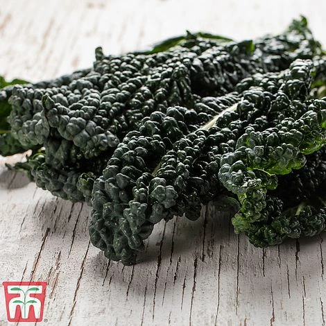 Kale 'Black Kale' 3 Kale 'Black Kale'