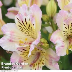 Alstroemeria 'Valley' Collection (Summer Paradise Series) 10 Alstroemeria 'Valley' Collection (Summer Paradise Series) -Plants Sales Store KB2813 VALLEY COLL C
