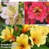 Alstroemeria 'Valley' Collection (Summer Paradise Series) 1 Alstroemeria 'Valley' Collection (Summer Paradise Series) -Plants Sales Store KB2813 VALLEY COLL1