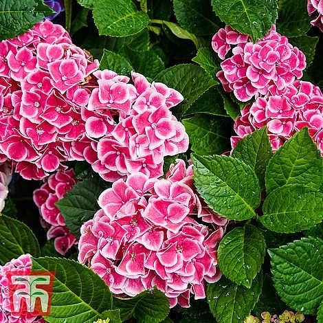Hydrangea Macrophylla 'Camilla' 5 Hydrangea Macrophylla 'Camilla' - Image 3
