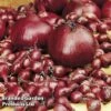 Onion Triple Pack (Autumn Planting) -Plants Sales Store KC2347 1