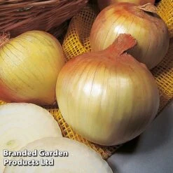 Onion Triple Pack (Autumn Planting) -Plants Sales Store KC2347 3