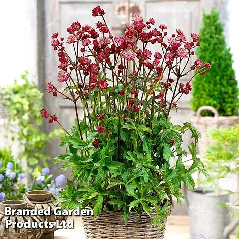 Astrantia Star Of Love 4 Astrantia Star Of Love - Image 2