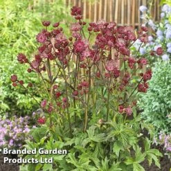 Astrantia Star Of Love 7 Astrantia Star Of Love -Plants Sales Store KC5948b