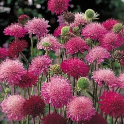 Knautia Macedonica 'Melton Pastels' 10 Knautia Macedonica 'Melton Pastels' -Plants Sales Store KNAU T64292 A h