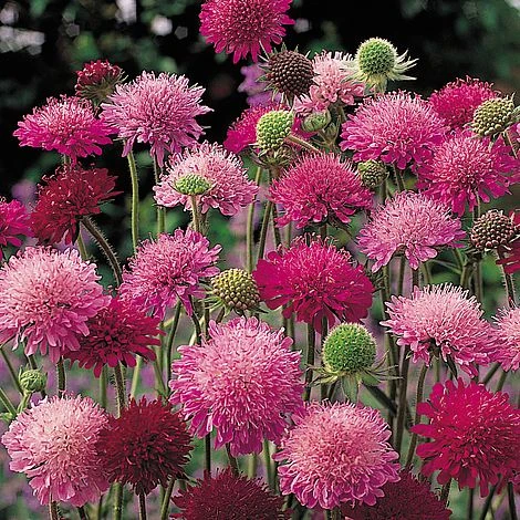 Knautia Macedonica 'Melton Pastels' 6 Knautia Macedonica 'Melton Pastels' - Image 4