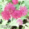 Knautia Macedonica Mars Midget 1 Knautia Macedonica Mars Midget -Plants Sales Store KNAU MARSMIDGE KA5669