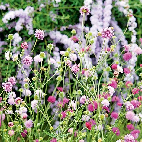 Knautia Macedonica 'Melton Pastels' 7 Knautia Macedonica 'Melton Pastels' - Image 5