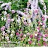 Knautia Macedonica 'Melton Pastels' -Plants Sales Store KNAU MELTONPAS U498801