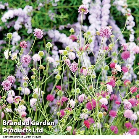Knautia Macedonica 'Melton Pastels' 3 Knautia Macedonica 'Melton Pastels'