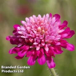 Knautia Macedonica 'Melton Pastels' 9 Knautia Macedonica 'Melton Pastels' -Plants Sales Store KNAU MELTONPAS W498781
