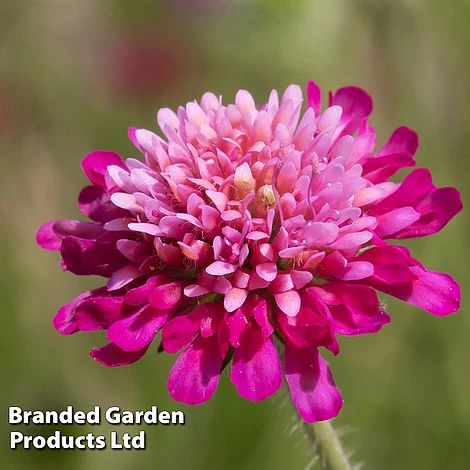Knautia Macedonica 'Melton Pastels' 5 Knautia Macedonica 'Melton Pastels' - Image 3
