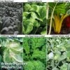 Late Cropping Brassicas 'Our Collection' 1 Late Cropping Brassicas 'Our Collection' -Plants Sales Store LATE KC2383