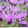 Lavender 'Flaming Purple' 1 Lavender 'Flaming Purple' -Plants Sales Store LAV TKA0975 A