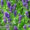 Lavender 'Blue Scent' 2 Lavender 'Blue Scent' -Plants Sales Store LAVA KC9114 A