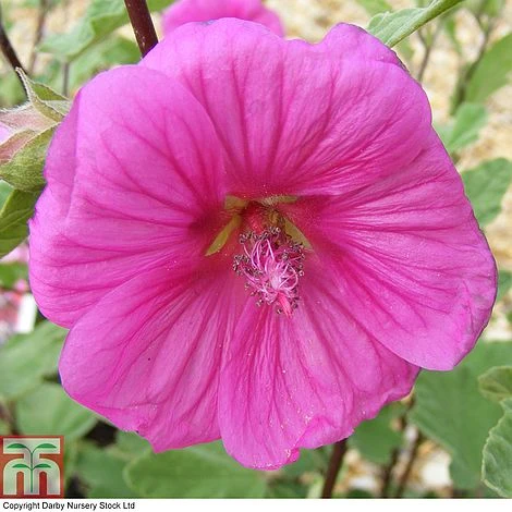 Lavatera X Clementii 'Red Rum' 3 Lavatera X Clementii 'Red Rum'