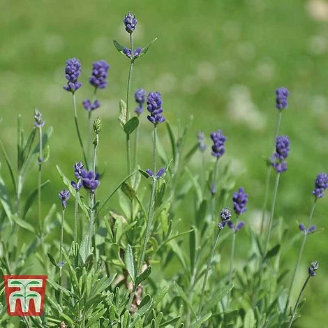 Lavender 'Dwarf Blue' 4 Lavender 'Dwarf Blue' - Image 2