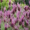 Lavender 'Papillon' -Plants Sales Store LAVE T57742 A h