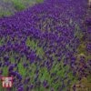 Lavender 'Imperial Gem' 1 Lavender 'Imperial Gem' -Plants Sales Store LAVE T80302 B
