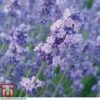 Lavender 'Melissa Lilac' 1 Lavender 'Melissa Lilac' -Plants Sales Store LAVE TKA0703 A1