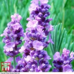 Lavender 'Melissa Lilac' 7 Lavender 'Melissa Lilac' -Plants Sales Store LAVE TKA0703 B